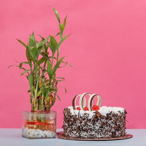 Order Bamboo With Black Forest online | Get same day delivery PAN India ...