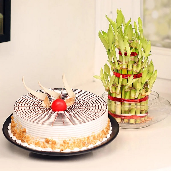 Order Cake N Plant online | Get same day delivery PAN India in 3 hours