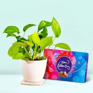 Money Plant With Chocolate