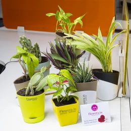 Air Purifying Plants