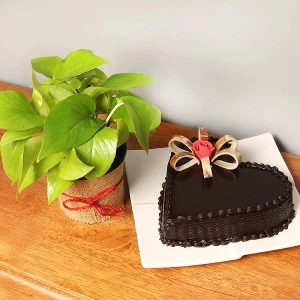 Cake and Money Plant