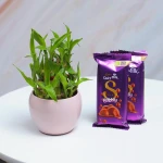 Bamboo Plants With Dairy Milk Silk