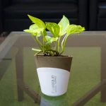 Money Plant Golden With Self Watering Pot