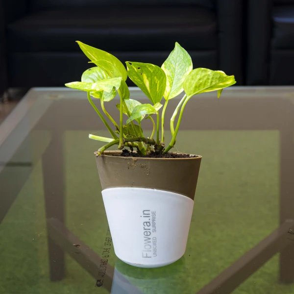 Money Plant Golden With Self Watering Pot