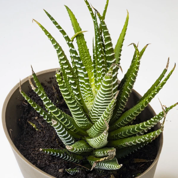 Zebra Succulent Plant With Self Watering Plant