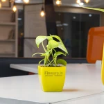 Golden Money Plant Yellow Pot