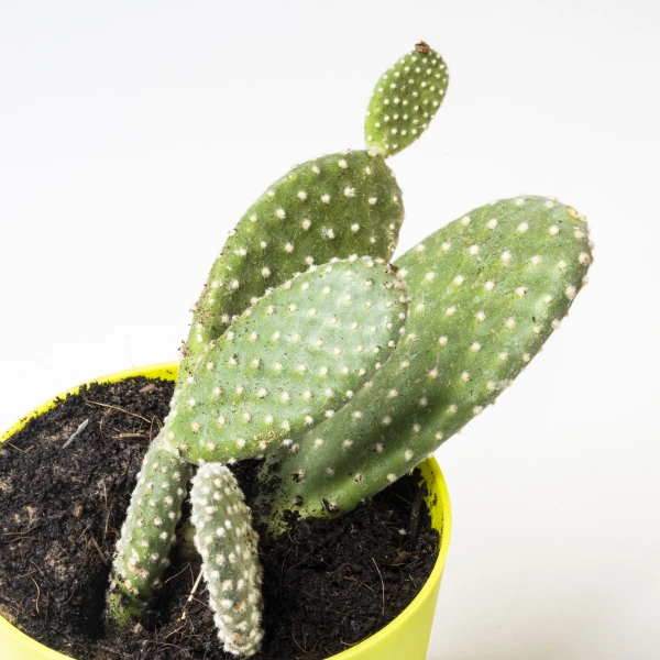 Moses Cradle With Bunny Ear Cactus Combo