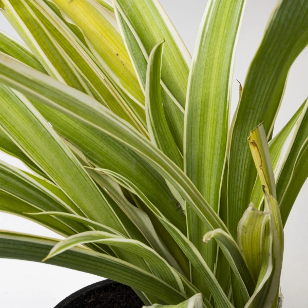 Money Plant With Ribbon Grass Combo