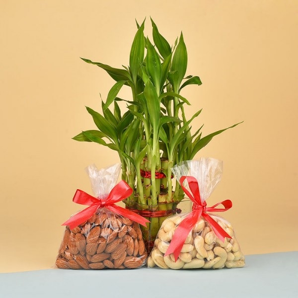 Bamboo Plants and Dry Fruits