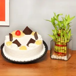 Plants & Cake